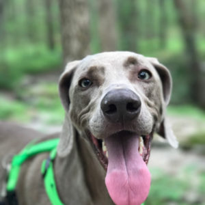 Nala